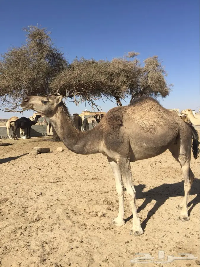 خميس مشيط القاعه (image 3)