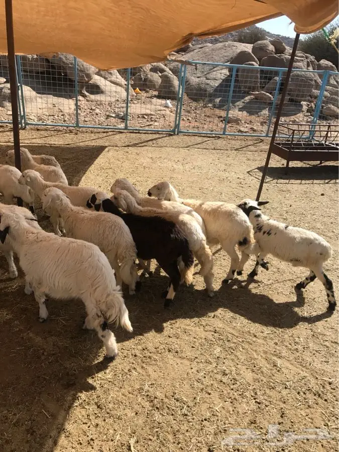 بهم حرى لأهل التربيه ب ( 330 ) (image 2)