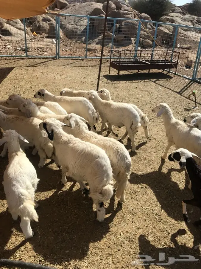 بهم حرى لأهل التربيه ب ( 330 ) (image 1)