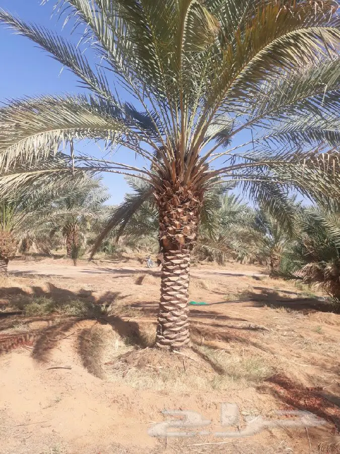 نخل للبيع بجميع الأنواع والمقاسات متوفر ه (image 2)