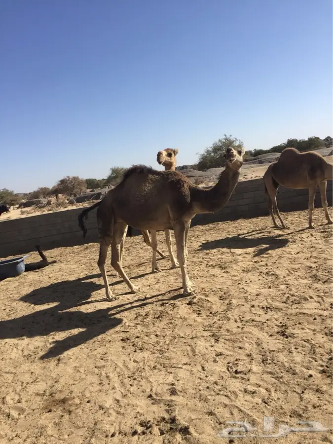 خميس مشيط القاعه (image 1)