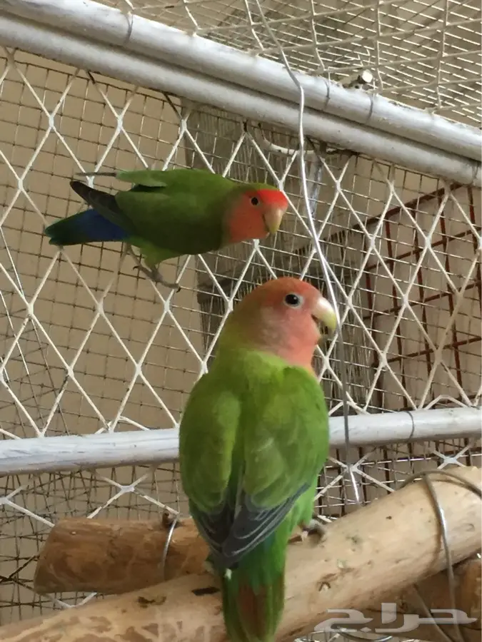 جوز روز فاخر (image 1)
