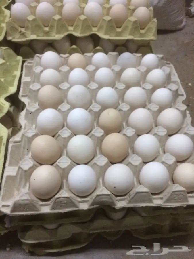 بيض بلدي طازج - جدة ذهبان (image 1)