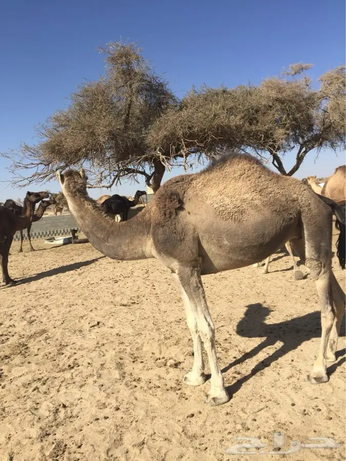 خميس مشيط القاعه (image 2)