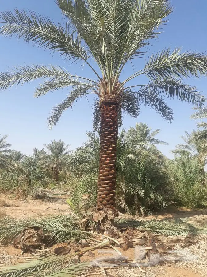 نخل للبيع بجميع الأنواع والمقاسات متوفر ه (image 6)