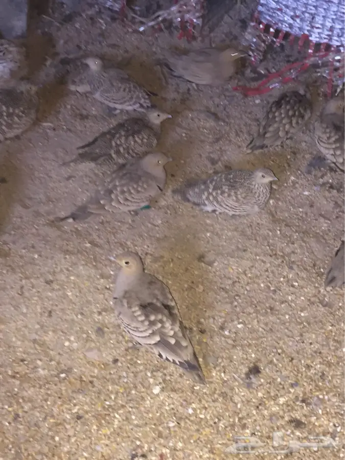 للبيع: طيور قطا مميزة - الطائف (image 3)