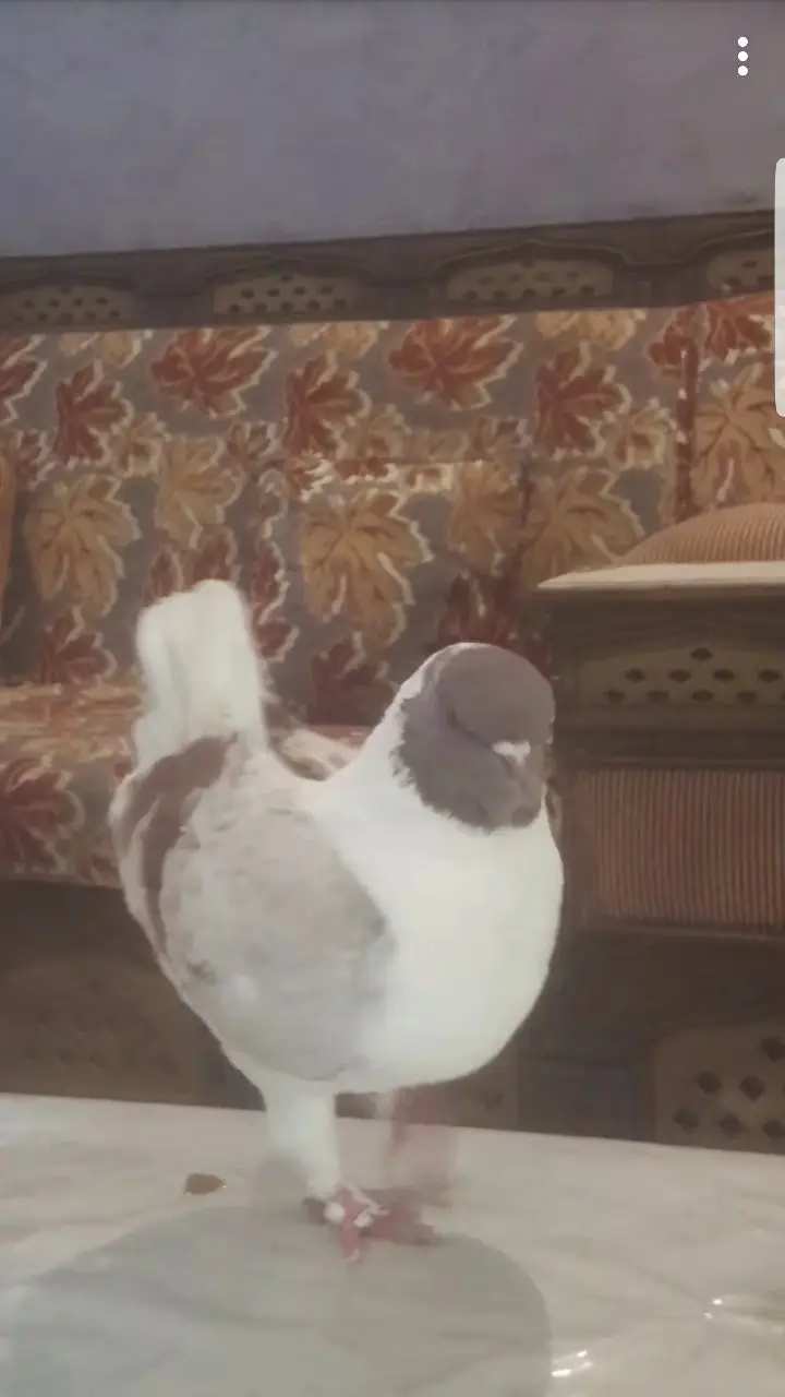 جوز مدينه (image 5)