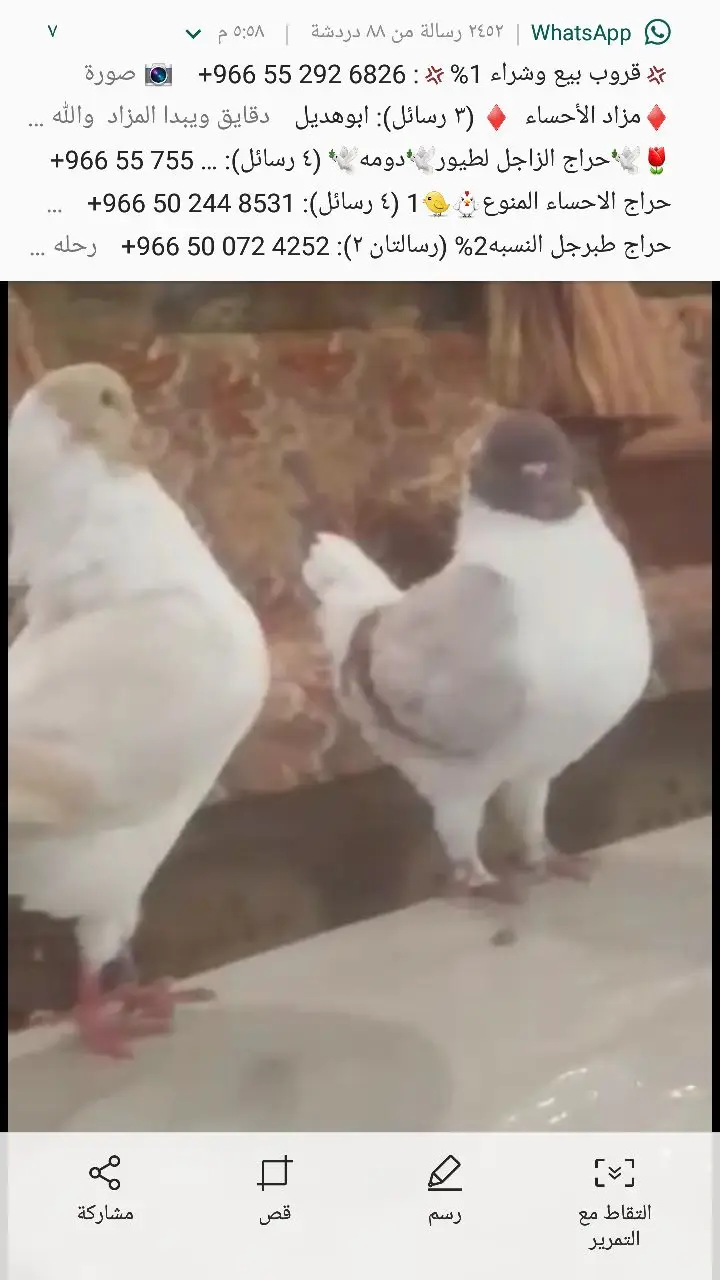 جوز مدينه (image 2)