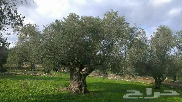 منتجات فلسطينية أصيلة - مباشرة من أرض الخير! (image 10)