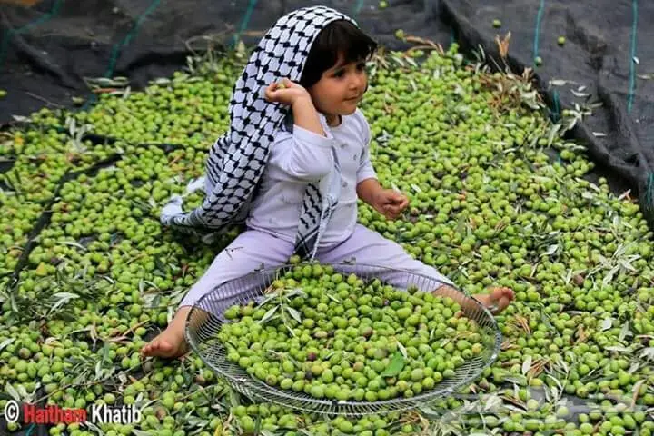 منتجات فلسطينية أصيلة - مباشرة من أرض الخير! (image 13)