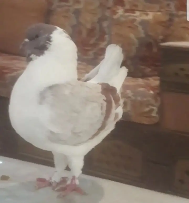 جوز مدينه (image 4)