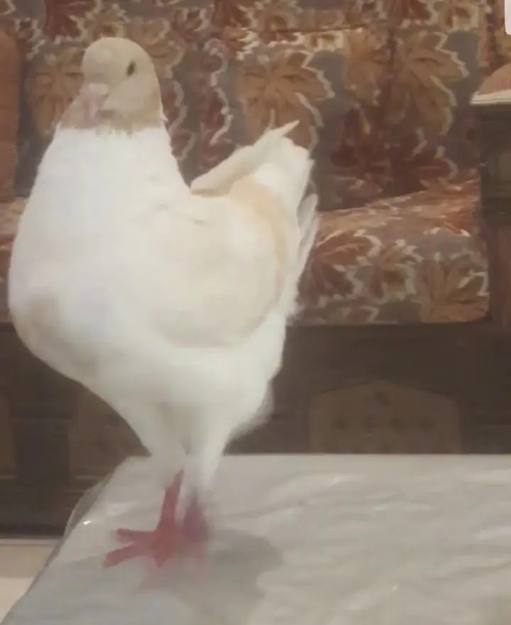 جوز مدينه (image 3)