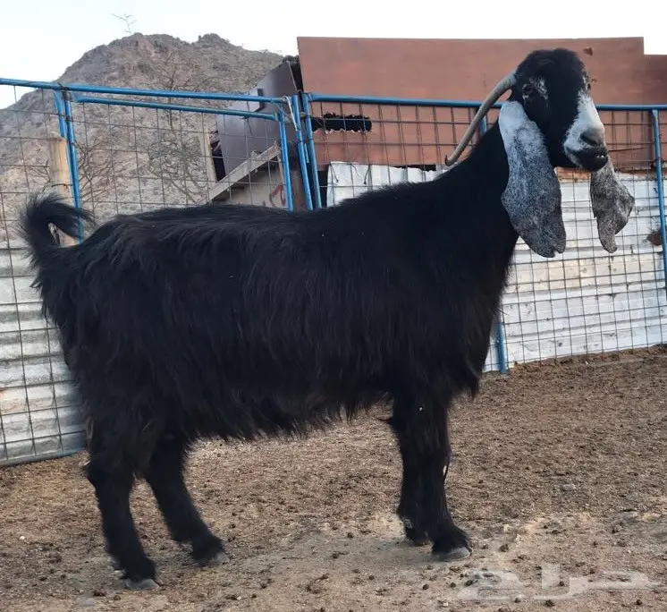 ماعز عوارض للبيع (image 1)