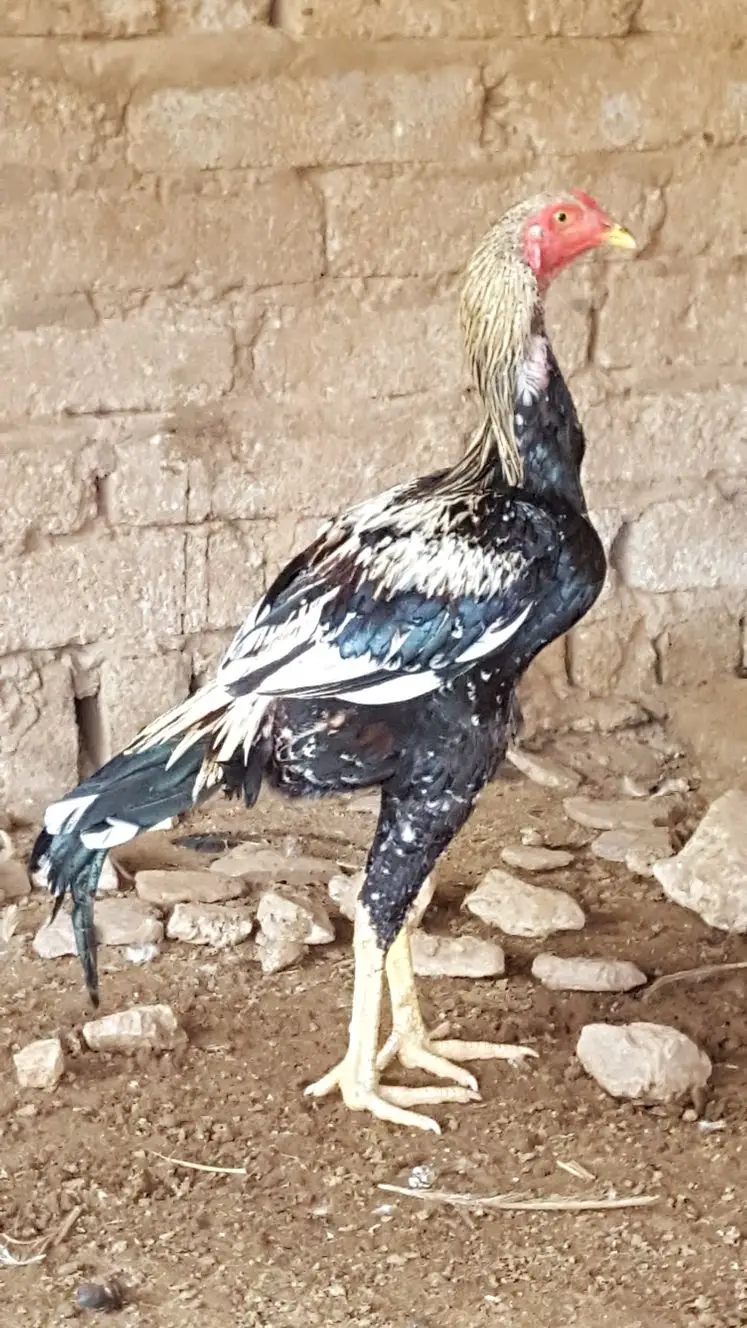 ثلاث ديوك ودجاجه باكستاني (image 3)