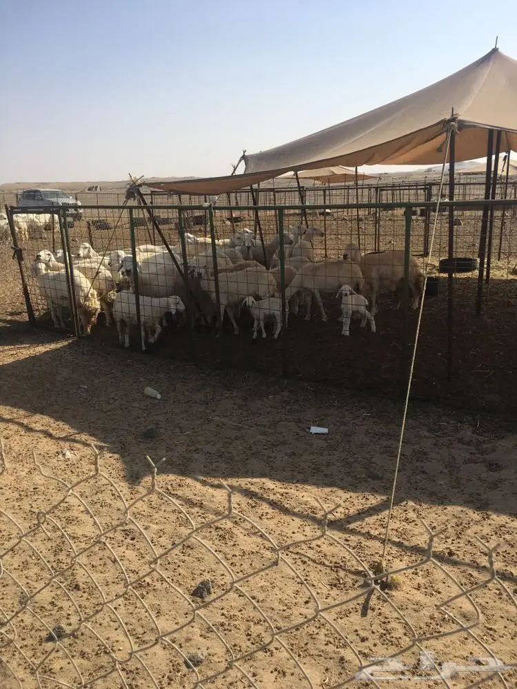 غنم حرية عدد 130 راس صنف من غنم شهران مراح 