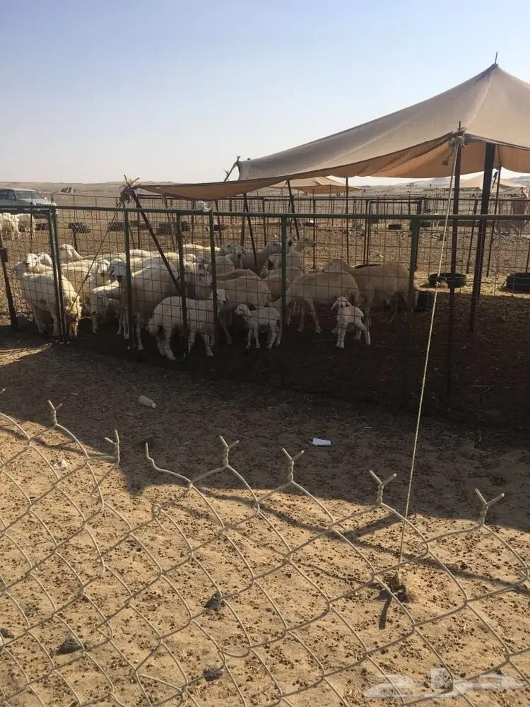 غنم حرية عدد 130 راس صنف من غنم شهران مراح  (image 1)