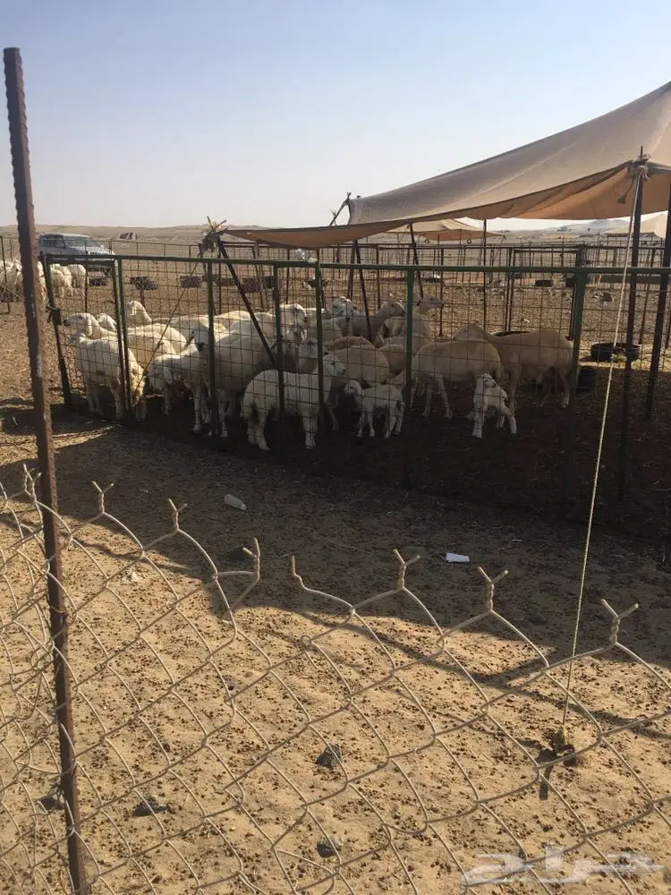 غنم حرية عدد 130 راس صنف من غنم شهران مراح  (image 2)