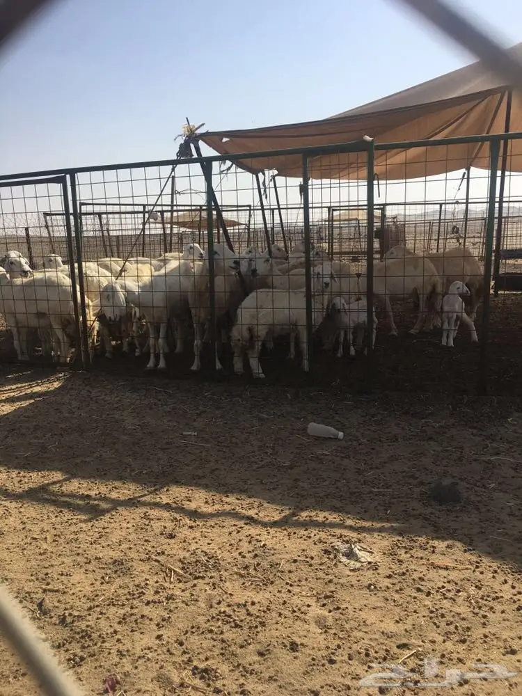غنم حرية عدد 130 راس صنف من غنم شهران مراح  (image 3)
