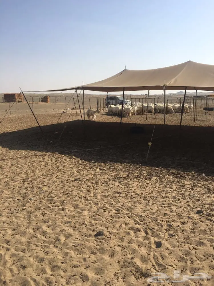 غنم حرية عدد 130 راس صنف من غنم شهران مراح  (image 4)