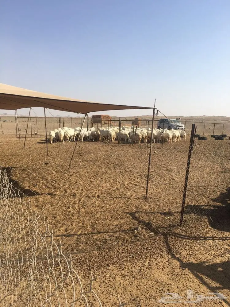 غنم حرية عدد 130 راس صنف من غنم شهران مراح  (image 5)