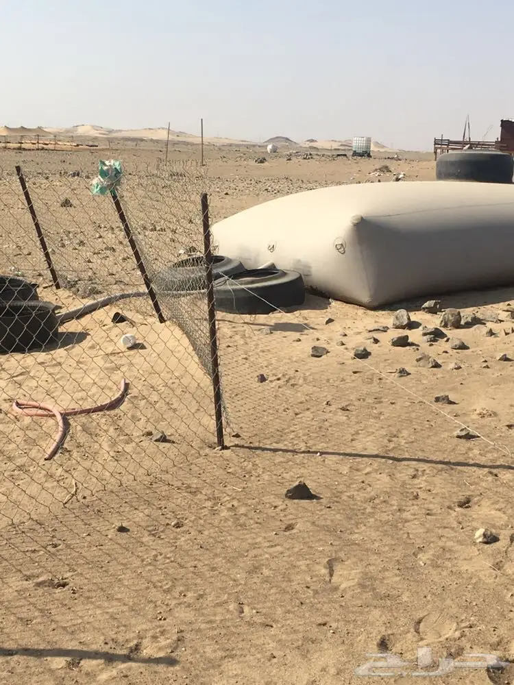 غنم حرية عدد 130 راس صنف من غنم شهران مراح  (image 8)