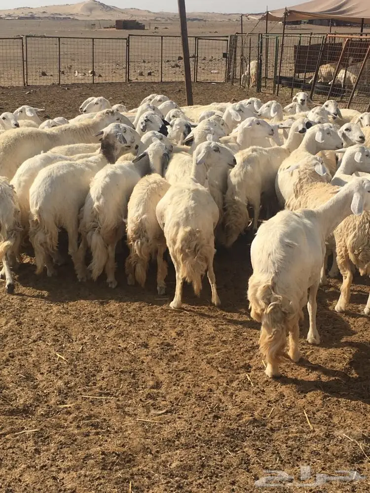 غنم حرية عدد 130 راس صنف من غنم شهران مراح  (image 9)