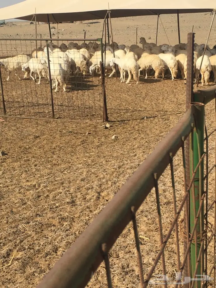 غنم حرية عدد 130 راس صنف من غنم شهران مراح  (image 14)