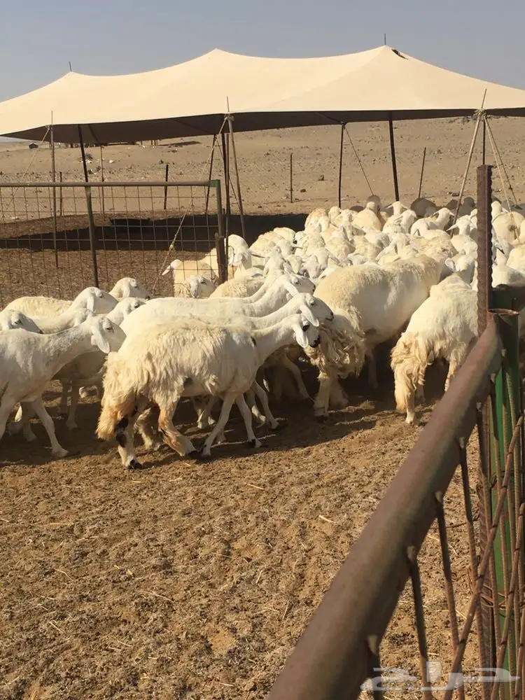 غنم حرية عدد 130 راس صنف من غنم شهران مراح  (image 15)