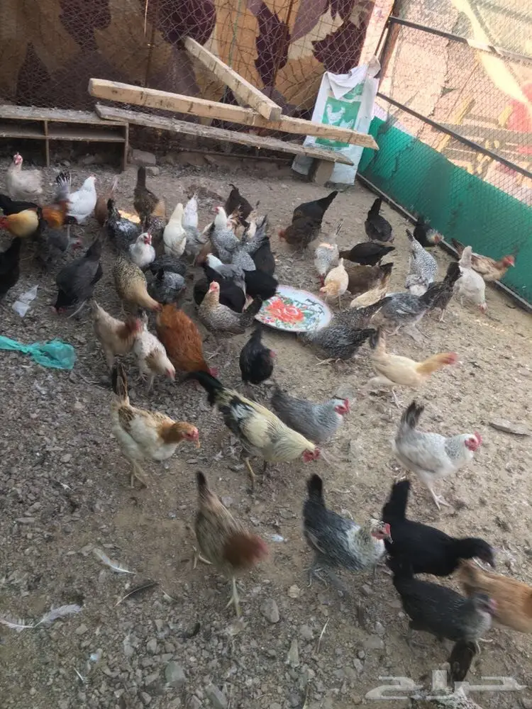 دجاج بياض (image 1)