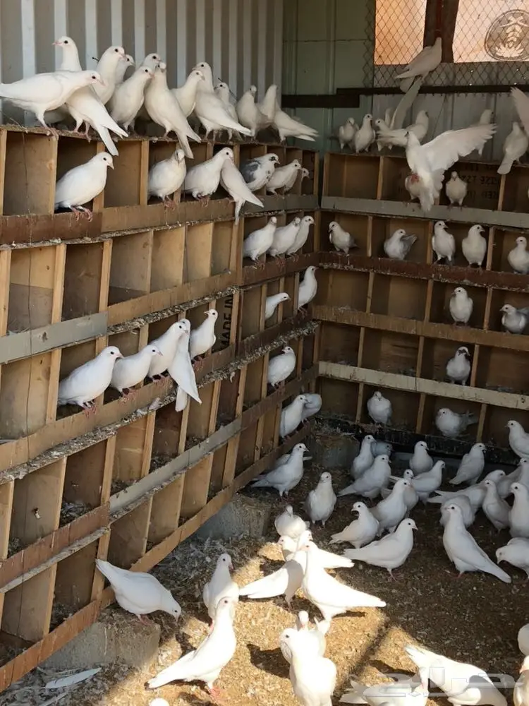 قطع للبيع لاحم ابيض (image 1)