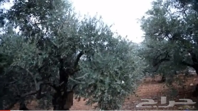 منتجات فلسطينية أصيلة - مباشرة من أرض الخير! (image 1)