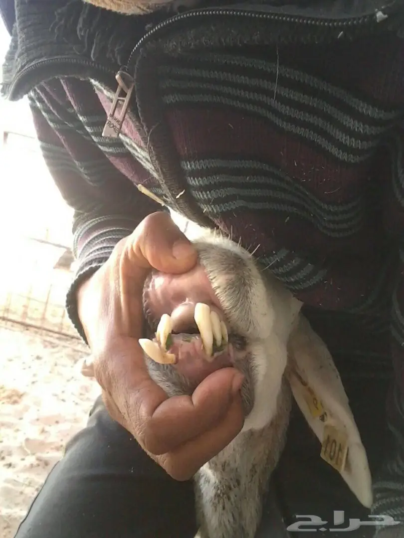 للبيع نعجتين ولد (image 5)