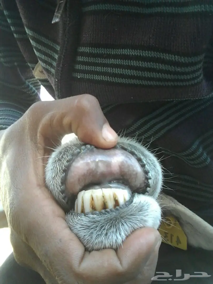 للبيع حبص ولد العدد ثنتين  (image 4)