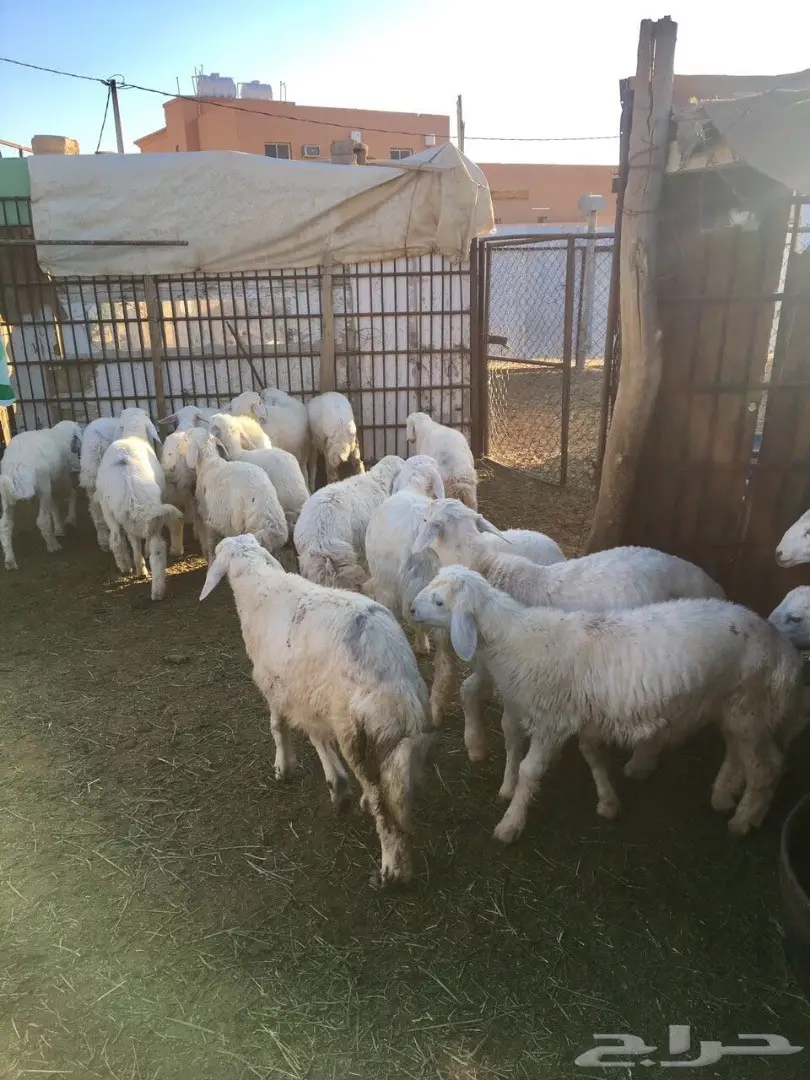 خرفان ممتازان للبيع - غرب الرس (image 1)