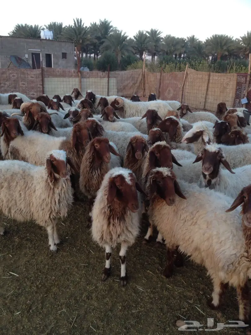 للبيع 135 راس نعيم في مدينة حائل