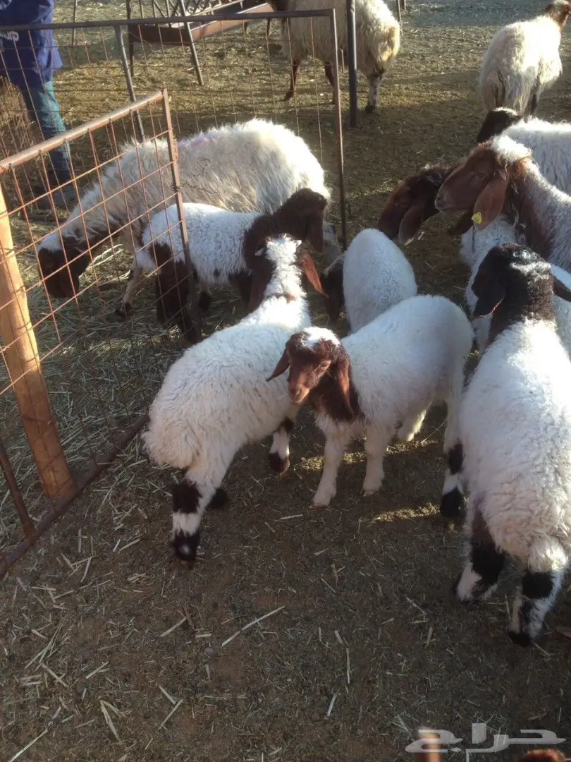 للبيع 135 راس نعيم في مدينة حائل (image 1)