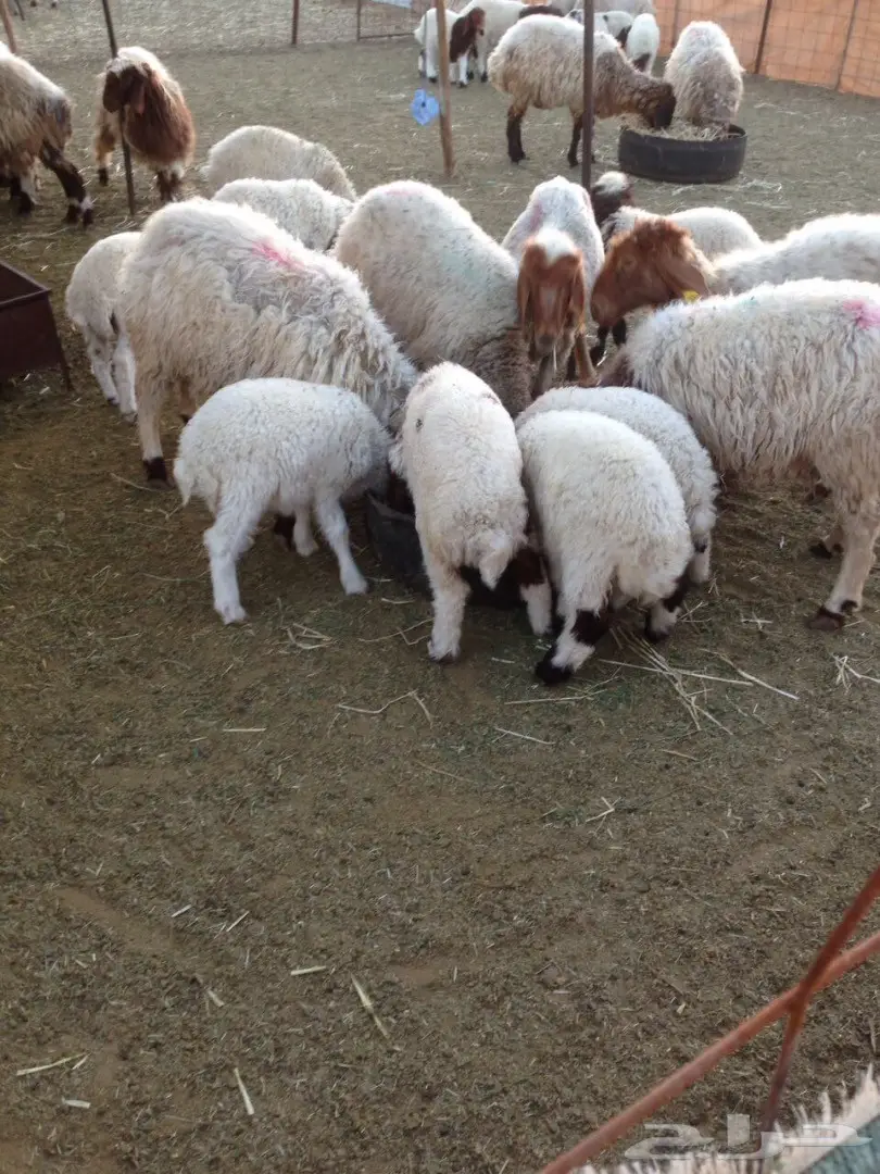 للبيع 135 راس نعيم في مدينة حائل (image 2)