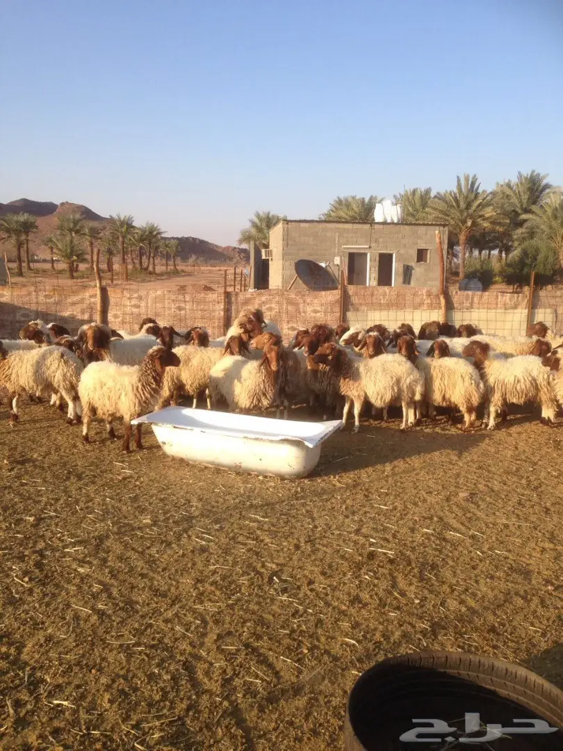 للبيع 135 راس نعيم في مدينة حائل (image 3)