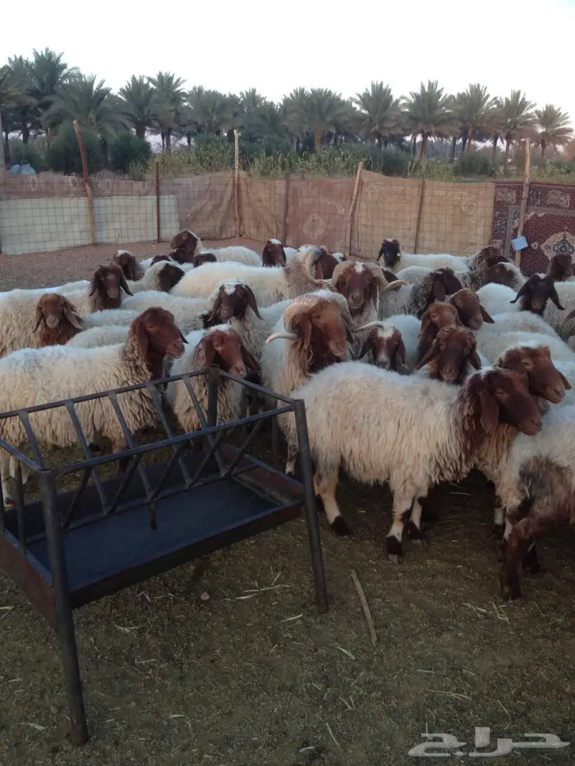 للبيع 135 راس نعيم في مدينة حائل (image 4)