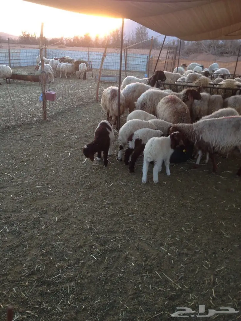 للبيع 135 راس نعيم في مدينة حائل (image 5)