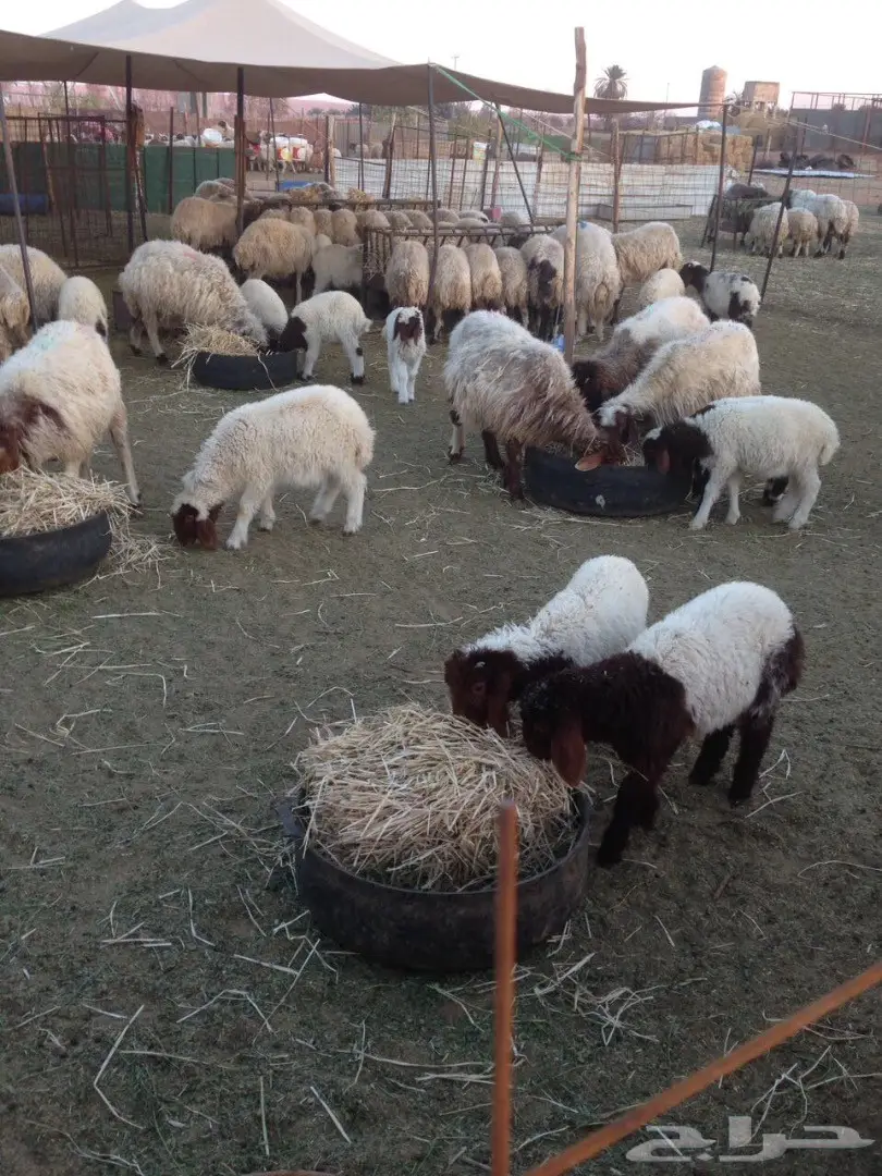 للبيع 135 راس نعيم في مدينة حائل (image 6)