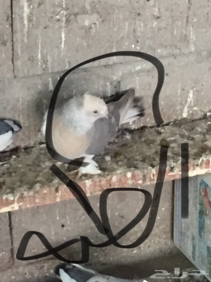 ثلاث ازواج تركي منتجه على الشرررط (image 12)