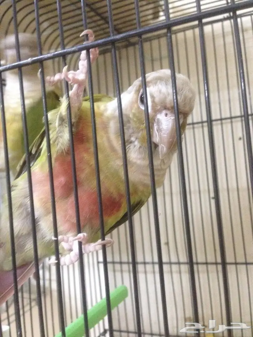 زوج اناناس محلل DNA