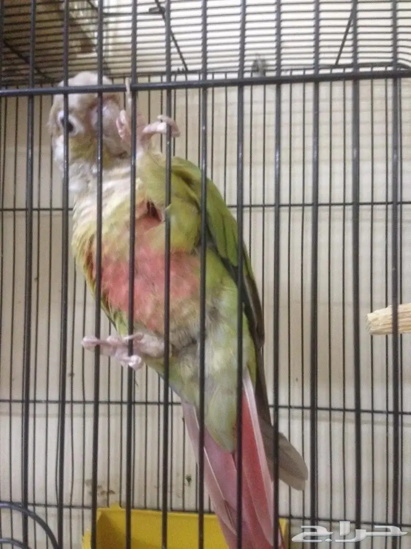 زوج اناناس محلل DNA (image 1)