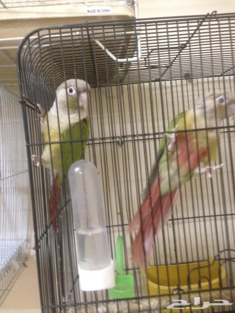 زوج اناناس محلل DNA (image 3)