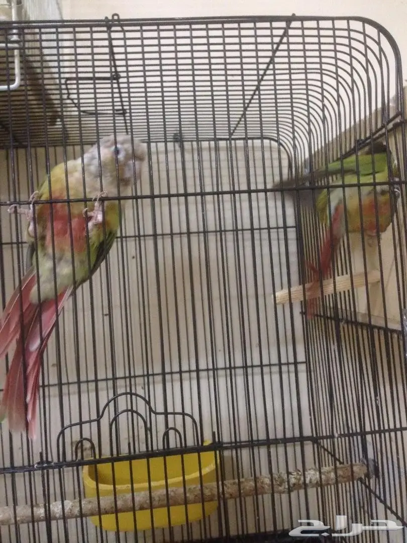 زوج اناناس محلل DNA (image 4)