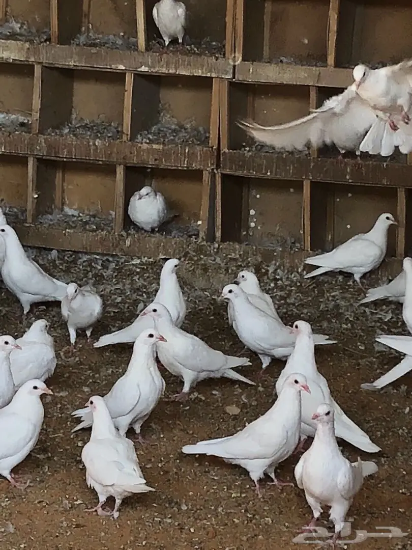 قطع للبيع لاحم ابيض