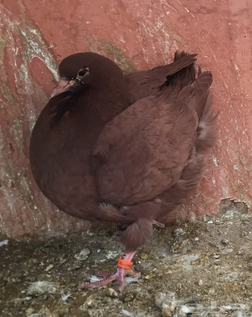 طبه كنق احمر اخوان