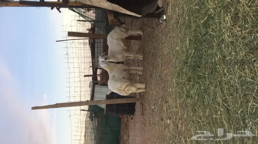 فحلين حريات طيبه