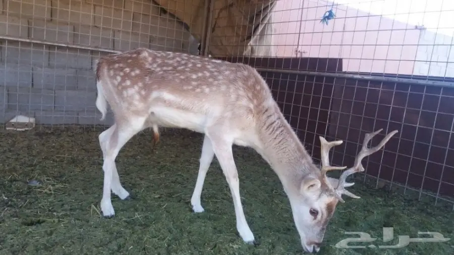 غزال للبيع (image 1)